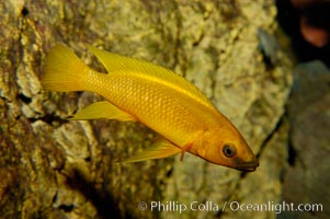 Unidentified African cichlid fish