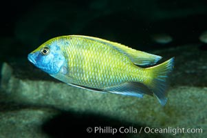 Unidentified cichlid fish fish