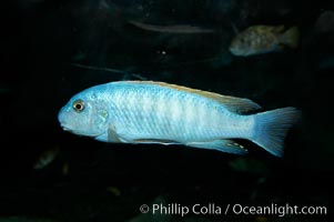 Unidentified cichlid fish