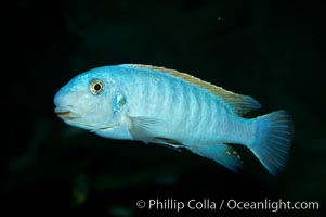 Unidentified cichlid fish., natural history stock photograph, photo id 11016