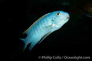 Unidentified cichlid fish