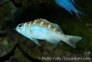 Unidentified cichlid fish., natural history stock photograph, photo id 11018