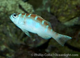 Unidentified cichlid fish