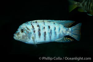 Unidentified cichlid fish