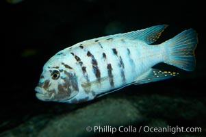 Unidentified cichlid fish