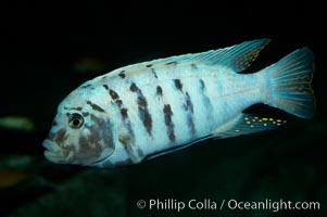 Unidentified cichlid fish., natural history stock photograph, photo id 11023