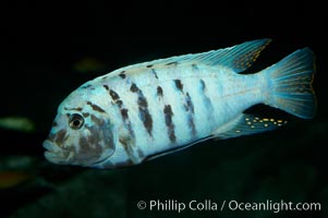 Unidentified cichlid fish