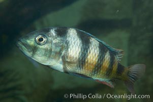 Unidentified cichlid fish