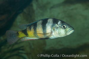 Unidentified cichlid fish