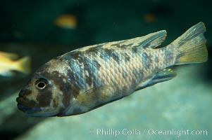 Unidentified cichlid fish