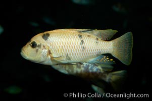 Unidentified cichlid fish., natural history stock photograph, photo id 11048