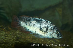 Unidentified cichlid fish