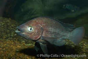 Unidentified cichlid fish