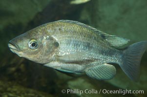 Unidentified cichlid fish