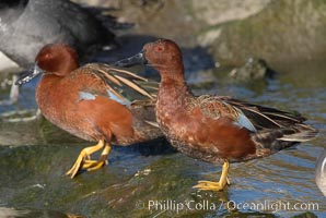 Cinnamon teal, male, Anas cyanoptera, Upper Newport Bay Ecological Reserve, Newport Beach, California