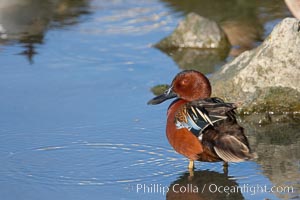 Cinnamon teal, male, Anas cyanoptera, Upper Newport Bay Ecological Reserve, Newport Beach, California