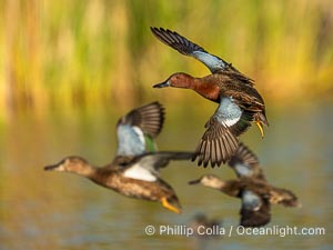 Cinnamon teal, Anas cyanoptera, Anas cyanoptera, Santee Lakes