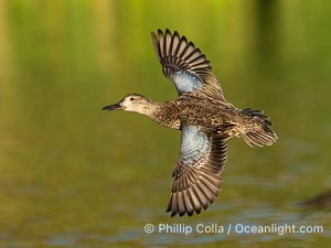 Cinnamon teal, Anas cyanoptera, Anas cyanoptera, Santee Lakes
