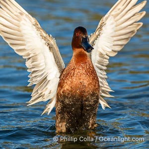 Cinnamon teal, Anas cyanoptera, Anas cyanoptera, Santee Lakes