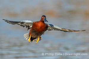 Cinnamon Teal, Anas cyanoptera, Santee Lakes, Anas cyanoptera