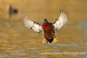 Cinnamon Teal, Anas cyanoptera, Santee Lakes, Anas cyanoptera