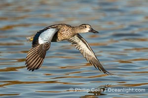 Cinnamon Teal, Anas cyanoptera, Santee Lakes, Anas cyanoptera