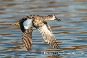 Cinnamon Teal, Anas cyanoptera, Santee Lakes, Anas cyanoptera