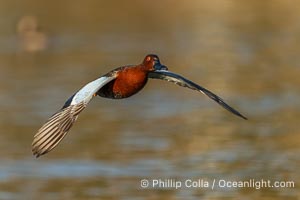Cinnamon Teal, Anas cyanoptera, Santee Lakes, Anas cyanoptera
