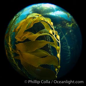 Giant Kelp Forest, West End Catalina Island, rendered in the round by a circular fisheye lens