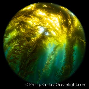 Giant Kelp Forest, West End Catalina Island, rendered in the round by a circular fisheye lens
