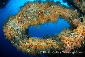 Circular freestanding coral structure covered with yellow soft corals, Fiji, Vatu I Ra Passage, Bligh Waters, Viti Levu Island