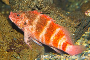 Hawaiian hawkfish, Cirrhitops fasciatus