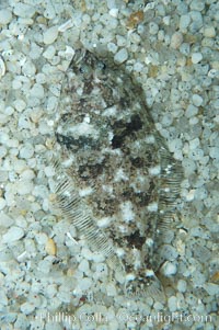 A small (2 inch) sanddab is well-camouflaged amidst the grains of sand that surround it, Citharichthys