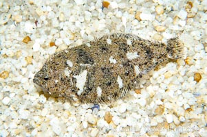 A small (2 inch) sanddab is well-camouflaged amidst the grains of sand that surround it, Citharichthys