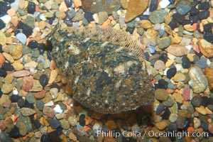 A small 2-inch sanddab is well-camoflaged against the grains of sand that surround it, Citharichthys