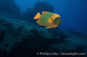 Adult Clarion angelfish, Revilligigedos, Holacanthus clarionensis, Socorro Island (Islas Revillagigedos)