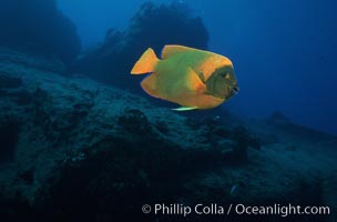 Adult Clarion angelfish, Revilligigedos, Holacanthus clarionensis, Socorro Island (Islas Revillagigedos)