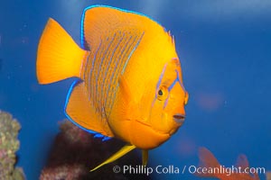 Juvenile Clarion angelfish, Holacanthus clarionensis