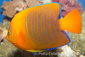 Juvenile Clarion angelfish, Holacanthus clarionensis