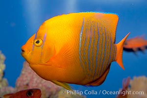 Juvenile Clarion angelfish., Holacanthus clarionensis, natural history stock photograph, photo id 12901