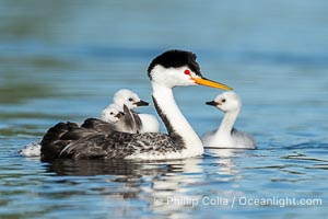 Clark's Grebe Adult and Three Chicks. Grebe chicks will ride on the adult's back until they become too large, Aechmophorus clarkii, Lake Wohlford, Escondido, Califoria