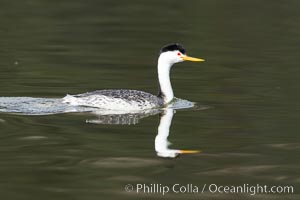 Clark's grebe, Aechmophorus clarkii, Lake Hodges, San Diego, Aechmophorus clarkii