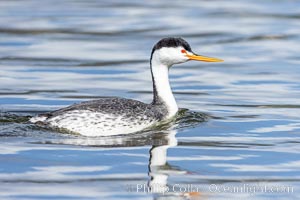 Clark's grebe, Aechmophorus clarkii, Lake Hodges, San Diego, Aechmophorus clarkii