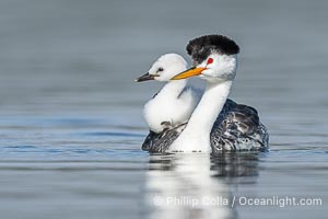 Clark's Grebe Chick Rides on its Parent's Back. Both parents will carry the chicks. Riding on its parent's back is a form of protection for the young chick, and it will adopt this safe position until it becomes too large to fit on the adults back, Aechmophorus clarkii, Lake Wohlford, Escondido, Califoria