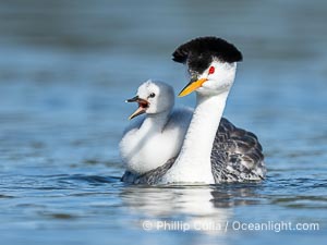 Clark's Grebe Chick Rides on its Parent's Back. Both parents will carry the chicks. Riding on its parent's back is a form of protection for the young chick, and it will adopt this safe position until it becomes too large to fit on the adults back, Aechmophorus clarkii, Lake Wohlford, Escondido, Califoria