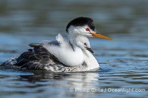 Clark's Grebe Chick Rides on its Parent's Back. Both parents will carry the chicks. Riding on its parent's back is a form of protection for the young chick, and it will adopt this safe position until it becomes too large to fit on the adults back, Aechmophorus clarkii, Lake Wohlford, Escondido, Califoria