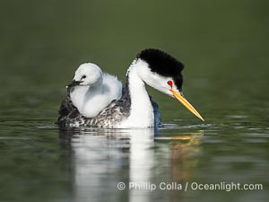 Clark's Grebe Chick Rides on its Parent's Back. Both parents will carry the chicks. Riding on its parent's back is a form of protection for the young chick, and it will adopt this safe position until it becomes too large to fit on the adults back, Aechmophorus clarkii, Lake Wohlford, Escondido, Califoria