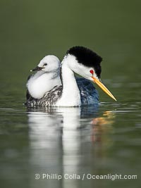 Clark's Grebe Chick Rides on its Parent's Back. Both parents will carry the chicks. Riding on its parent's back is a form of protection for the young chick, and it will adopt this safe position until it becomes too large to fit on the adults back, Aechmophorus clarkii, Lake Wohlford, Escondido, Califoria