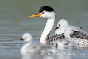 Clark's Grebe Chick Rides on its Parent's Back. Both parents will carry the chicks. Riding on its parent's back is a form of protection for the young chick, and it will adopt this safe position until it becomes too large to fit on the adults back, Aechmophorus clarkii, Lake Wohlford, Escondido, Califoria
