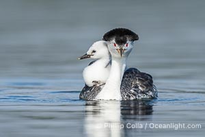 Clark's Grebe Chick Rides on its Parent's Back. Both parents will carry the chicks. Riding on its parent's back is a form of protection for the young chick, and it will adopt this safe position until it becomes too large to fit on the adults back, Aechmophorus clarkii, Lake Wohlford, Escondido, Califoria